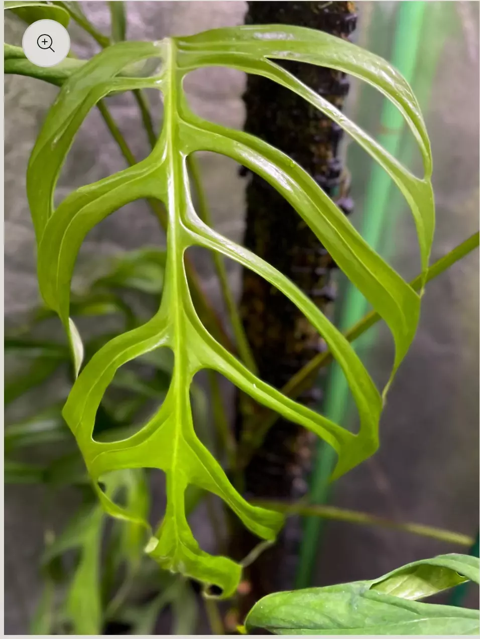 plant/Monstera Obliqua Filamentous pup (mature pic not mine)-1
