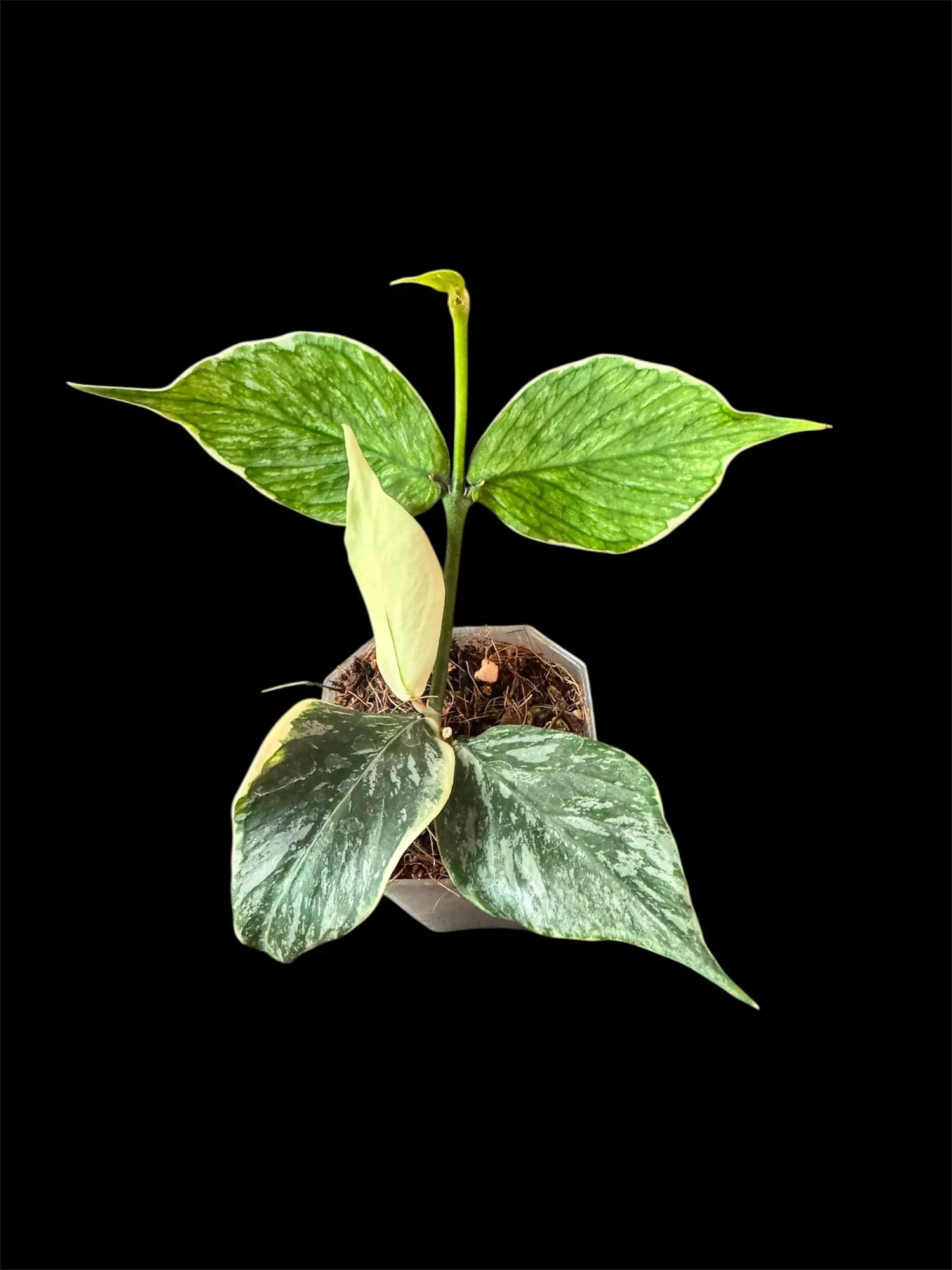 plant/Hoya Polyneura Jasminika-0