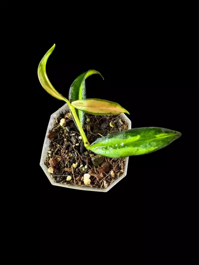 plant/Var. Hoya Yingjangenesis-0-thumbnail