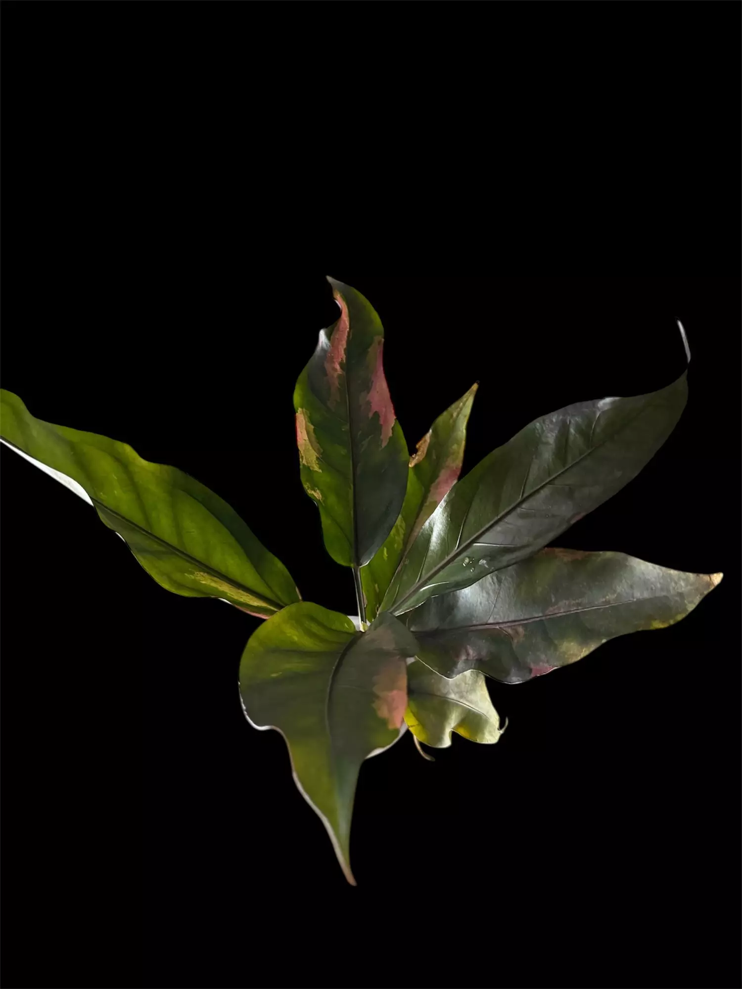 plant/RARE- Anthurium Paramuray Pink (Less than 10 people in US)-0