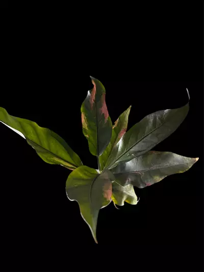 plant/RARE- Anthurium Paramuray Pink (Less than 10 people in US)-0-thumbnail