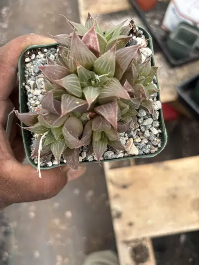 plant/4” aworthia magnífica-1-thumbnail