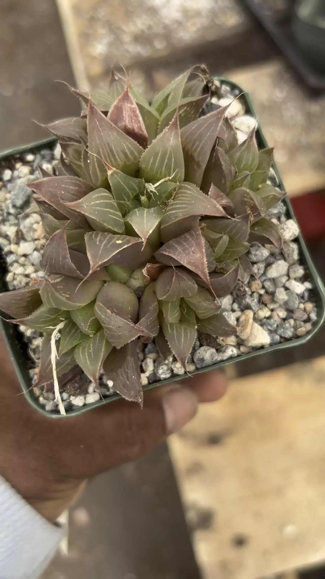 plant/4” aworthia magnífica-0
