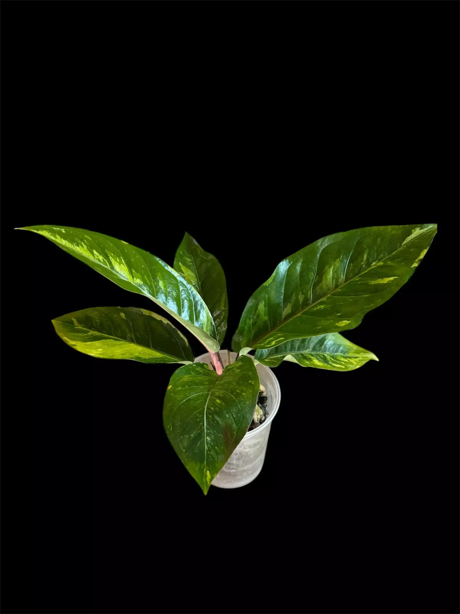 plant/RARE - Anthurium Paramuray (Less than 10 people in US)-1