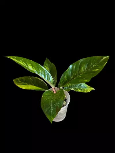 plant/RARE - Anthurium Paramuray (Less than 10 people in US)-1-thumbnail