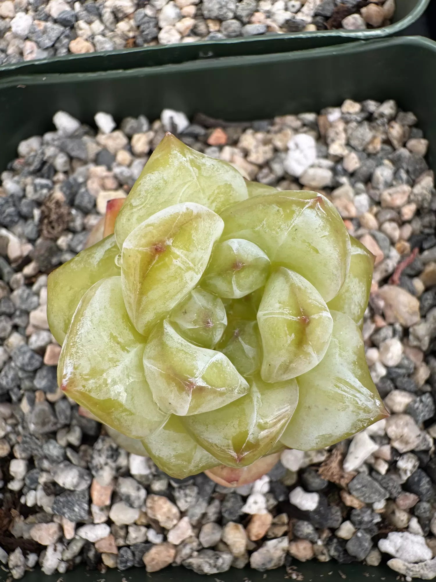 plant/4” E Hyb Gold-0