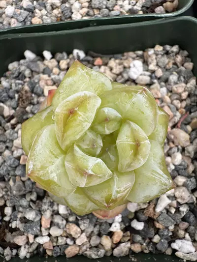 plant/4” E Hyb Gold-0-thumbnail