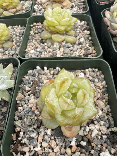 plant/4” E Hyb Gold-1-thumbnail