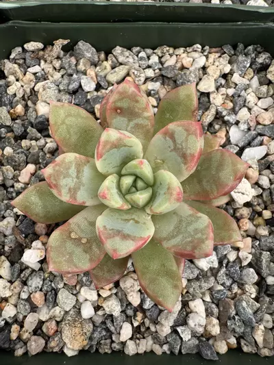 plant/4” E Hyb-0-thumbnail