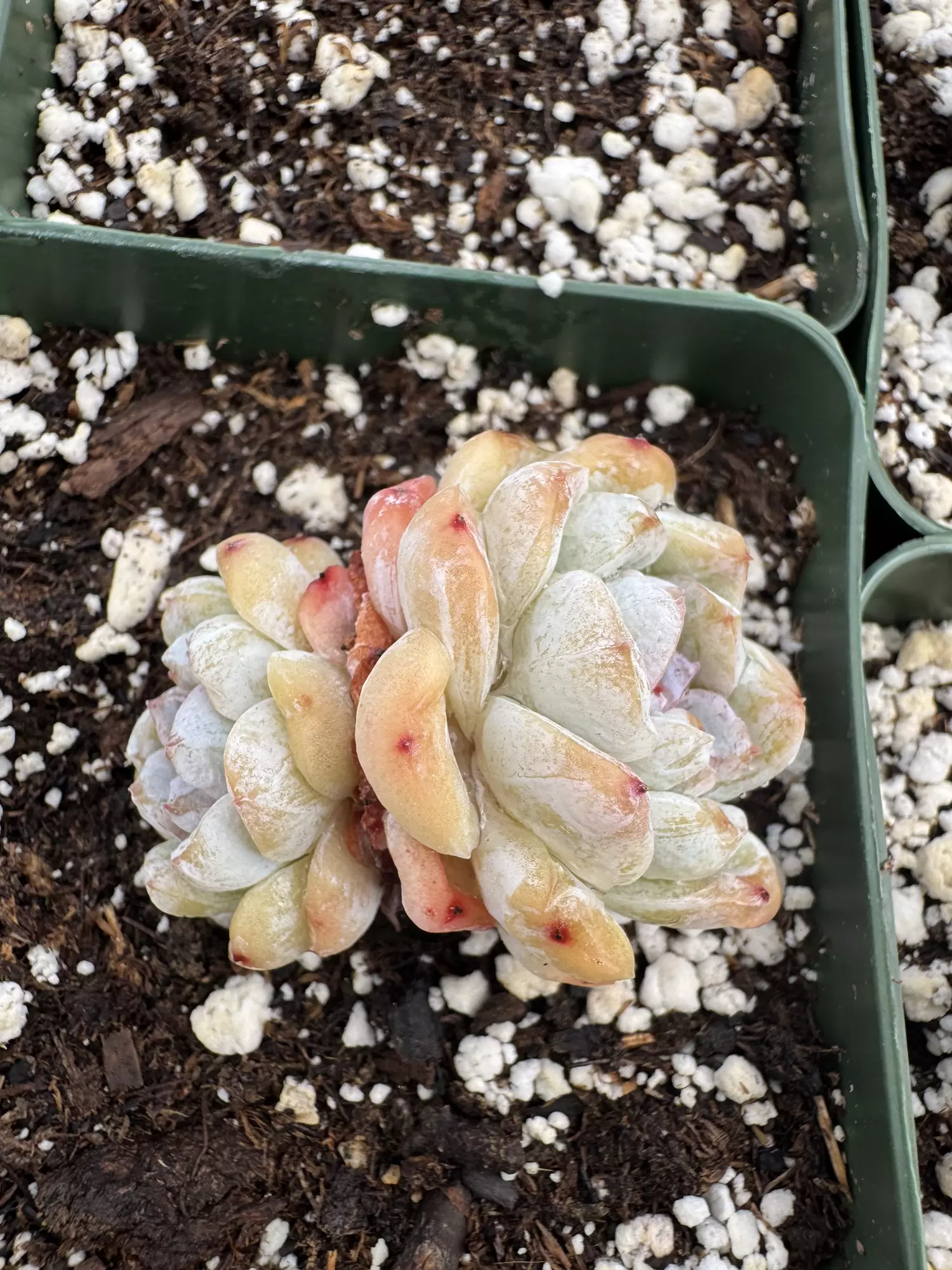 plant/4” E Hyb Double head-1