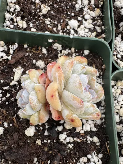 plant/4” E Hyb Double head-1-thumbnail