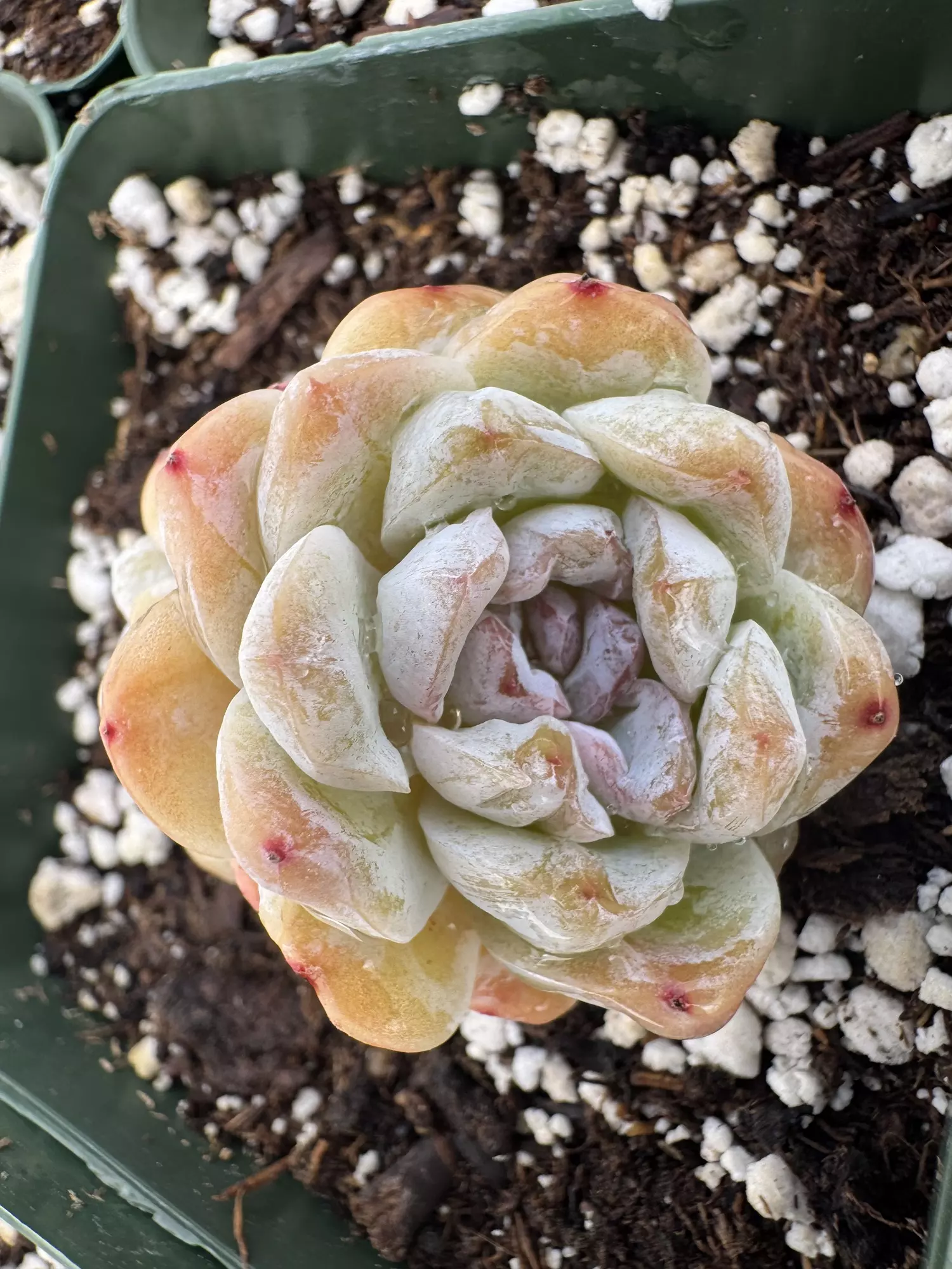 plant/4” E Hyb Double head-0