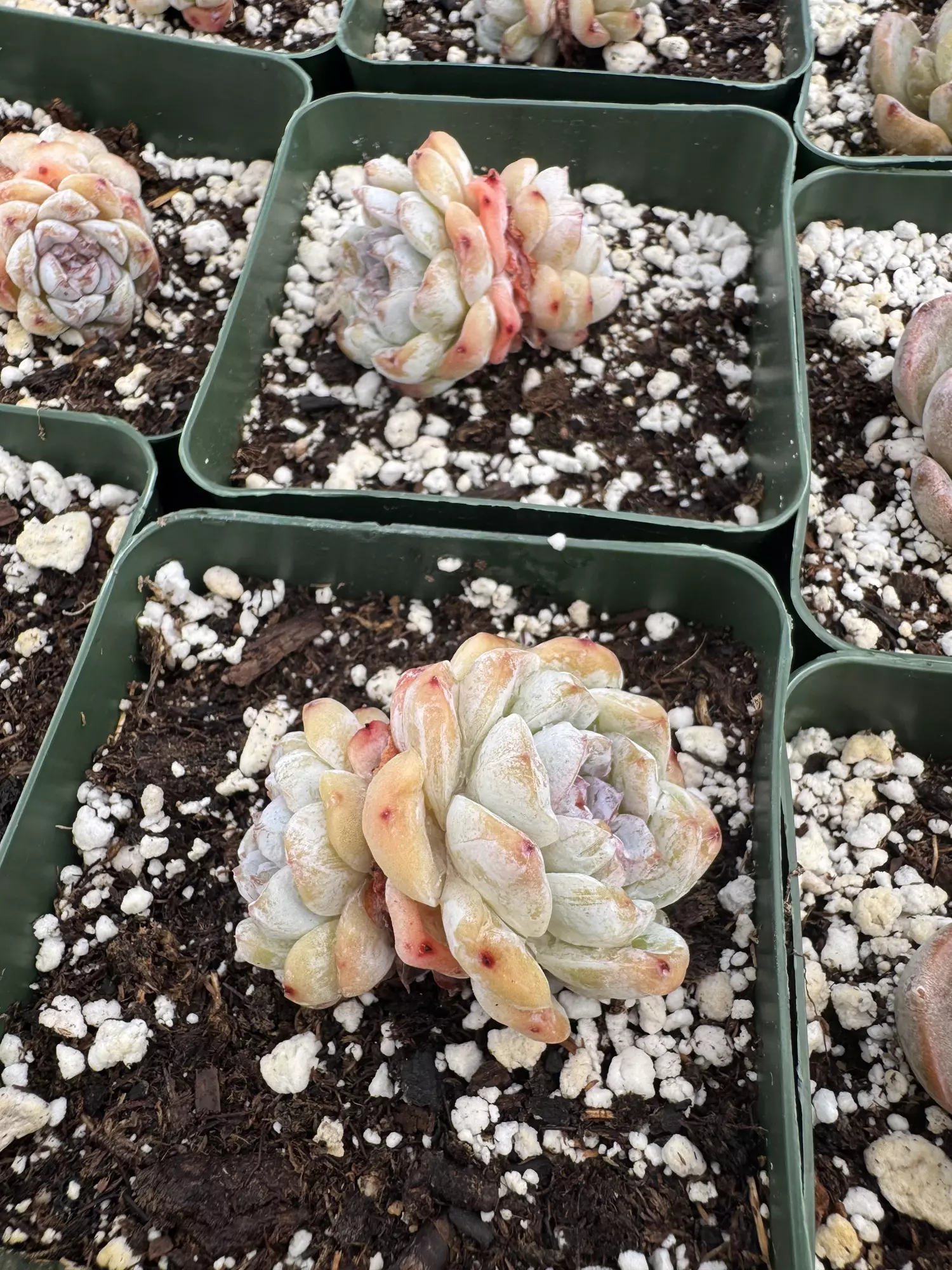 plant/4” E Hyb Double head-2