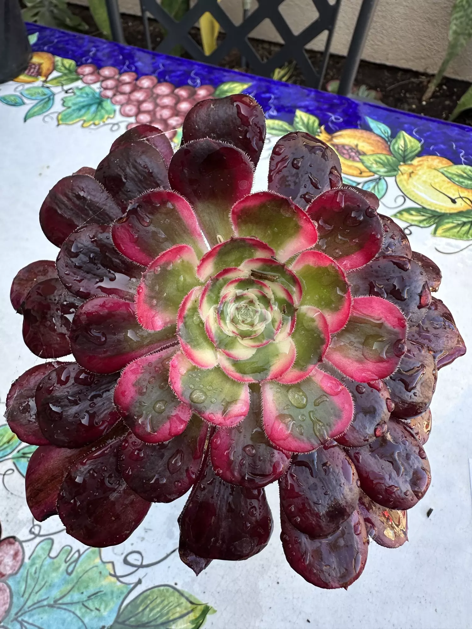 plant/Aeonium Chanel-0