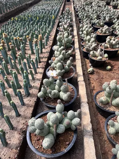 plant/Large Tephrocactus Cluster-0-thumbnail