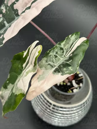 plant/Pink Chantrieri + 2 corms-2-thumbnail