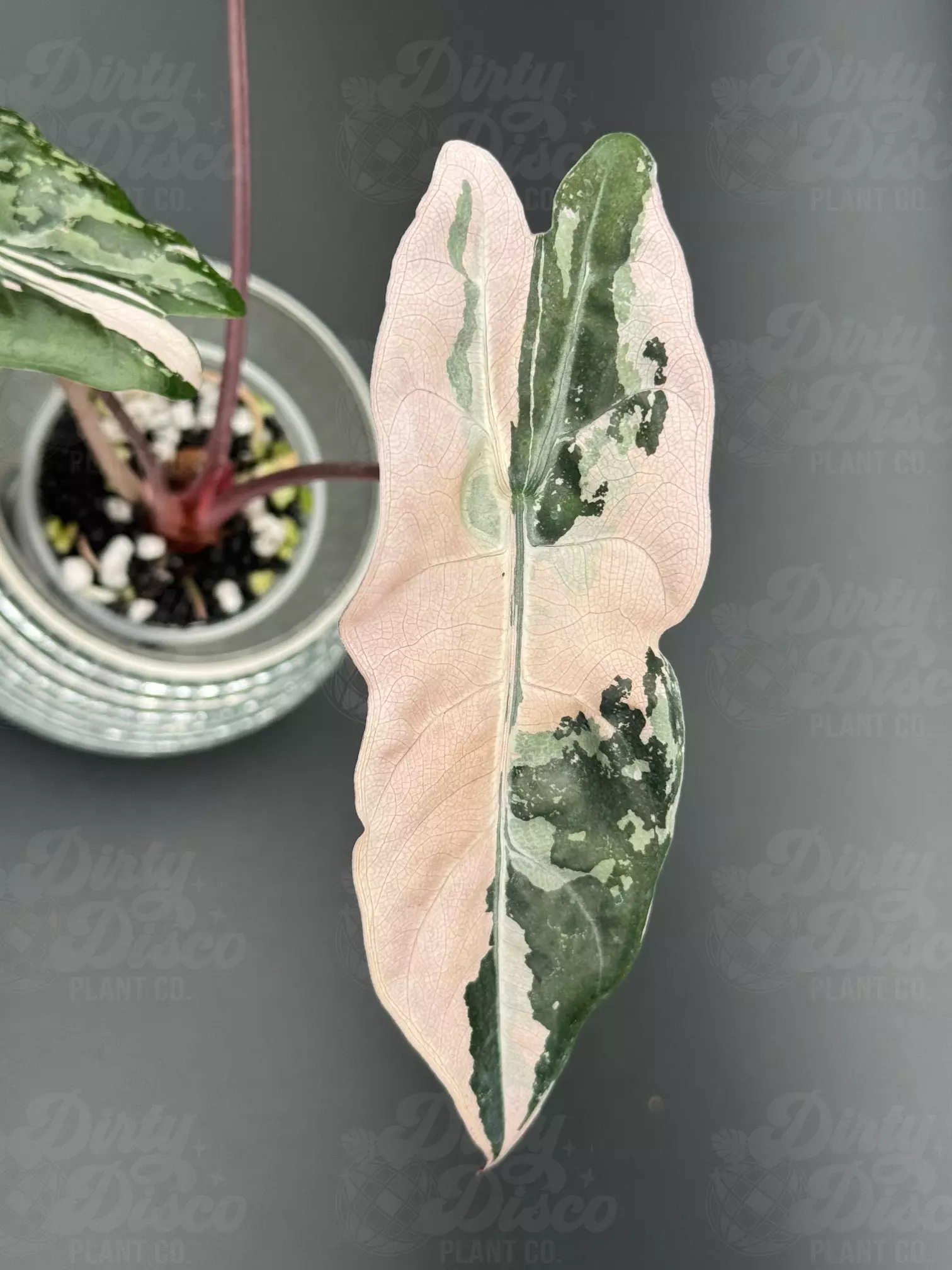 plant/Pink Chantrieri + 2 corms-1