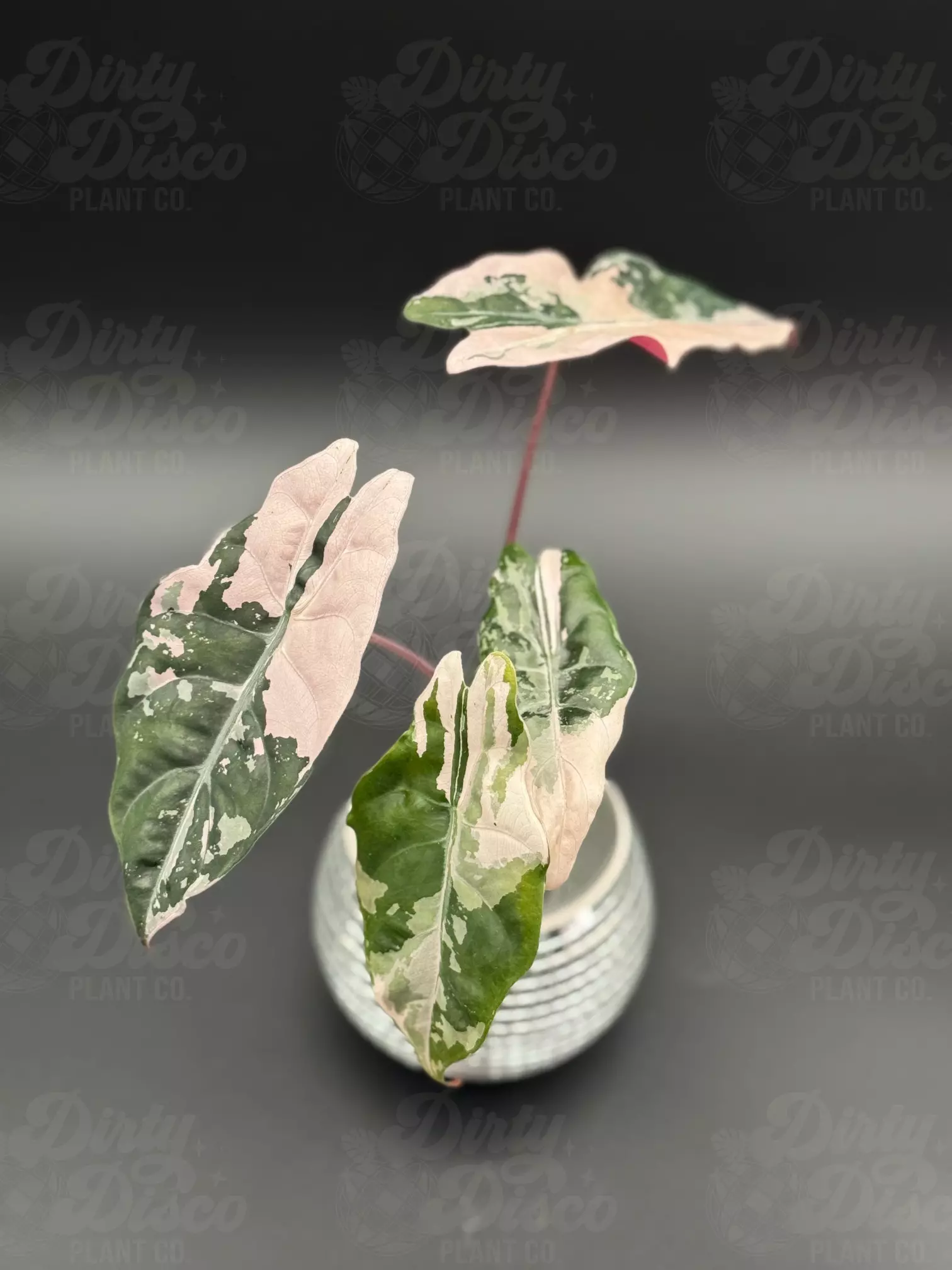 plant/Pink Chantrieri + 2 corms-3