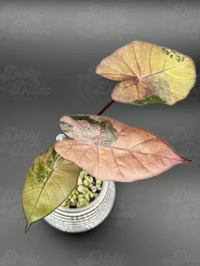 plant/Pink Plumbea TC (corming soon)-0-thumbnail