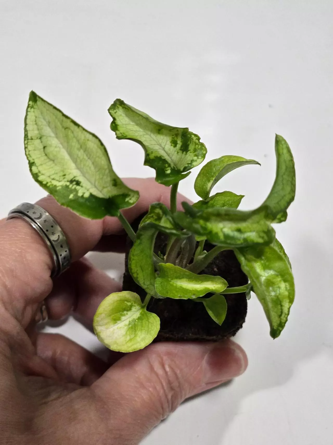 plant/Syngonium Three Kings-1