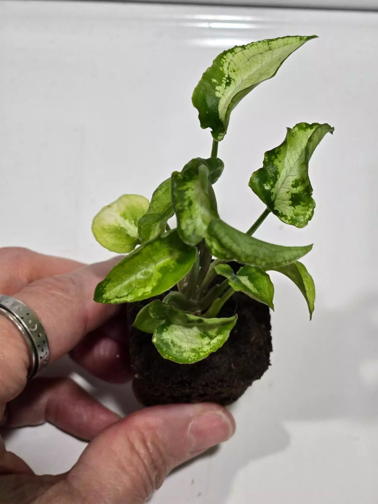 plant/Syngonium Three Kings-0