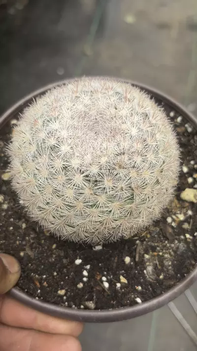 plant/6” Mammillaria cándida-0-thumbnail