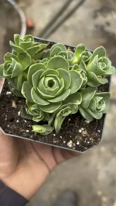 plant/4” grenovia-0-thumbnail