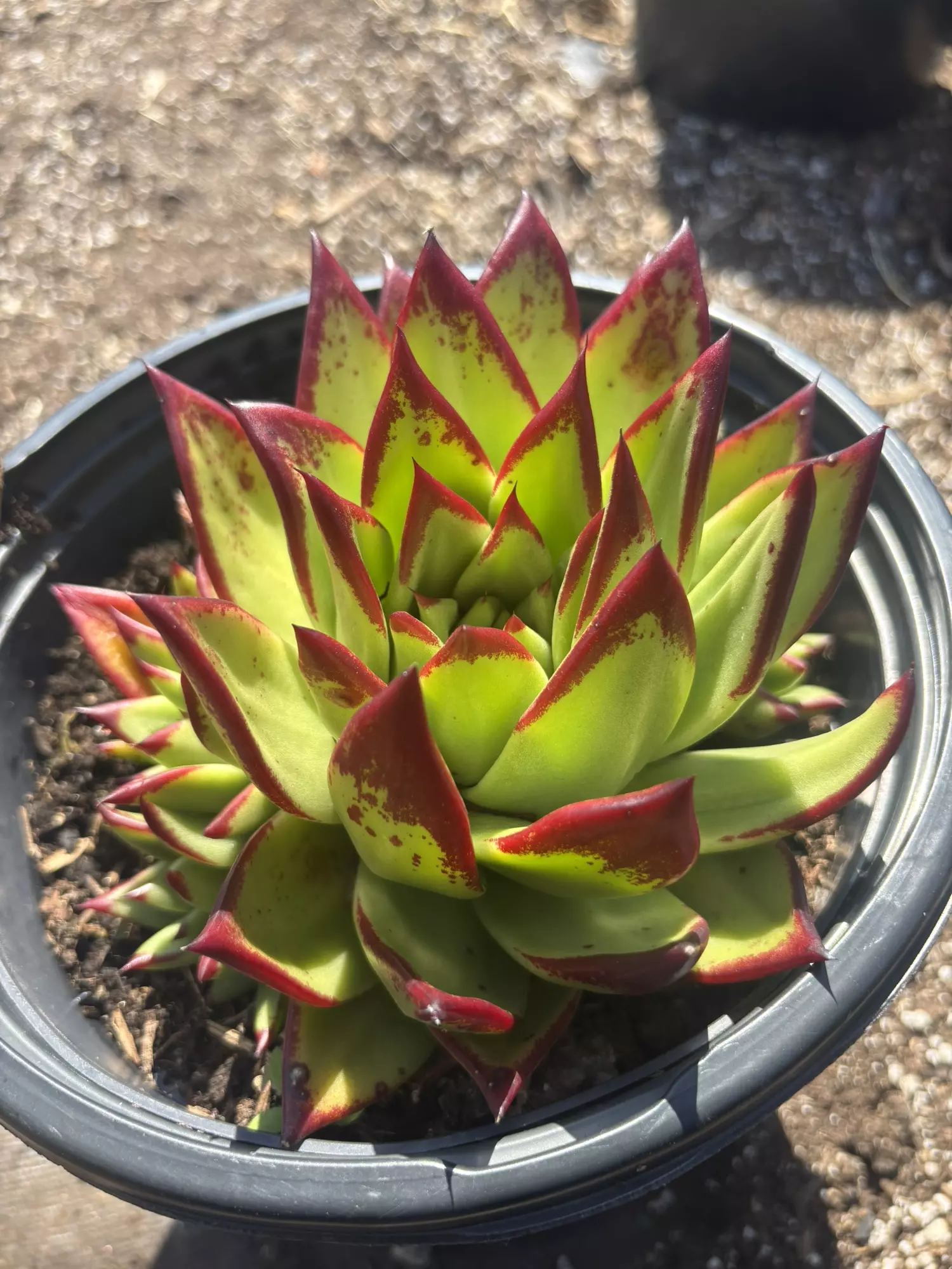 plant/5gln Echeverría lipstick so many pups-1