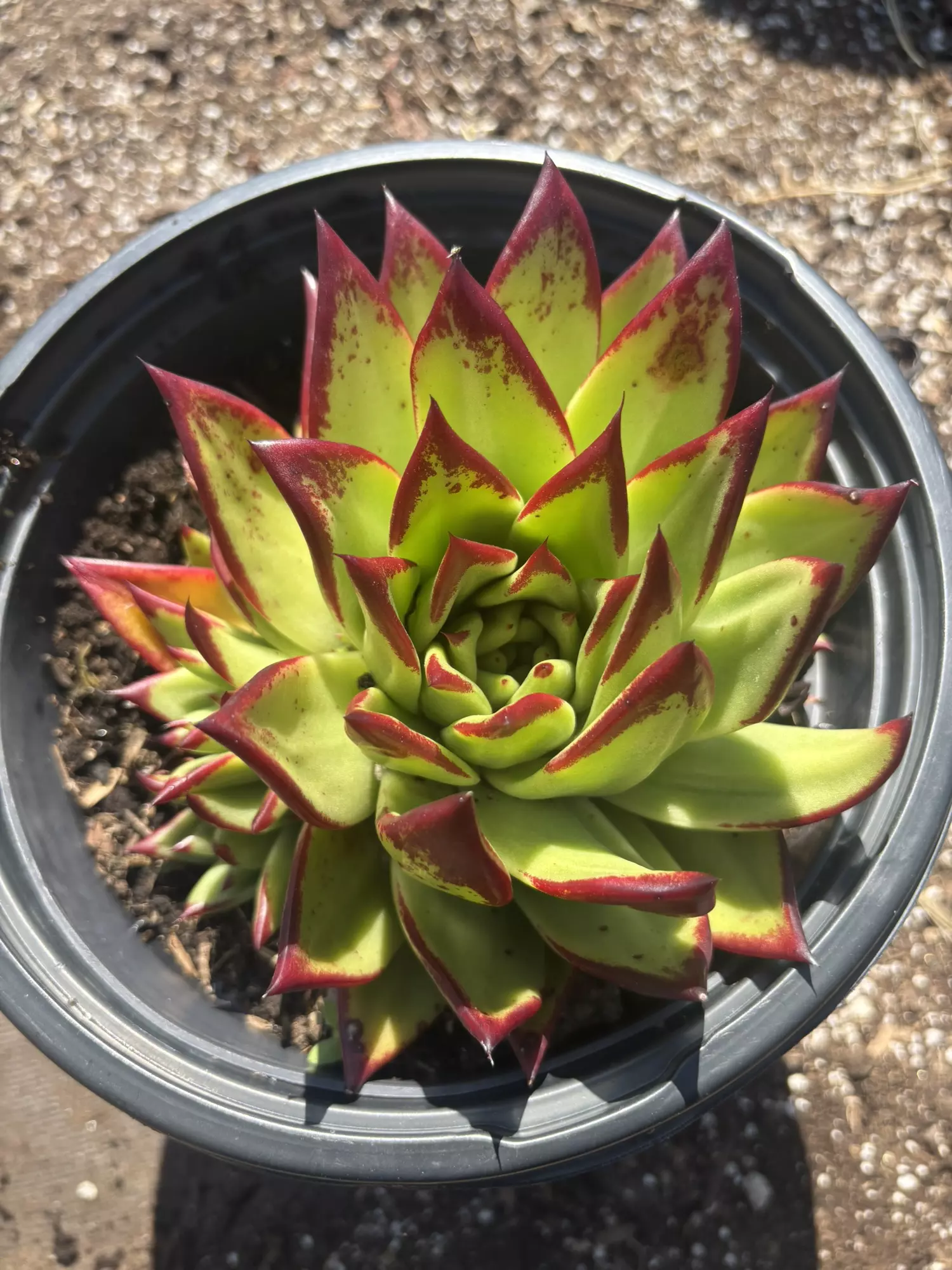 plant/5gln Echeverría lipstick so many pups-0