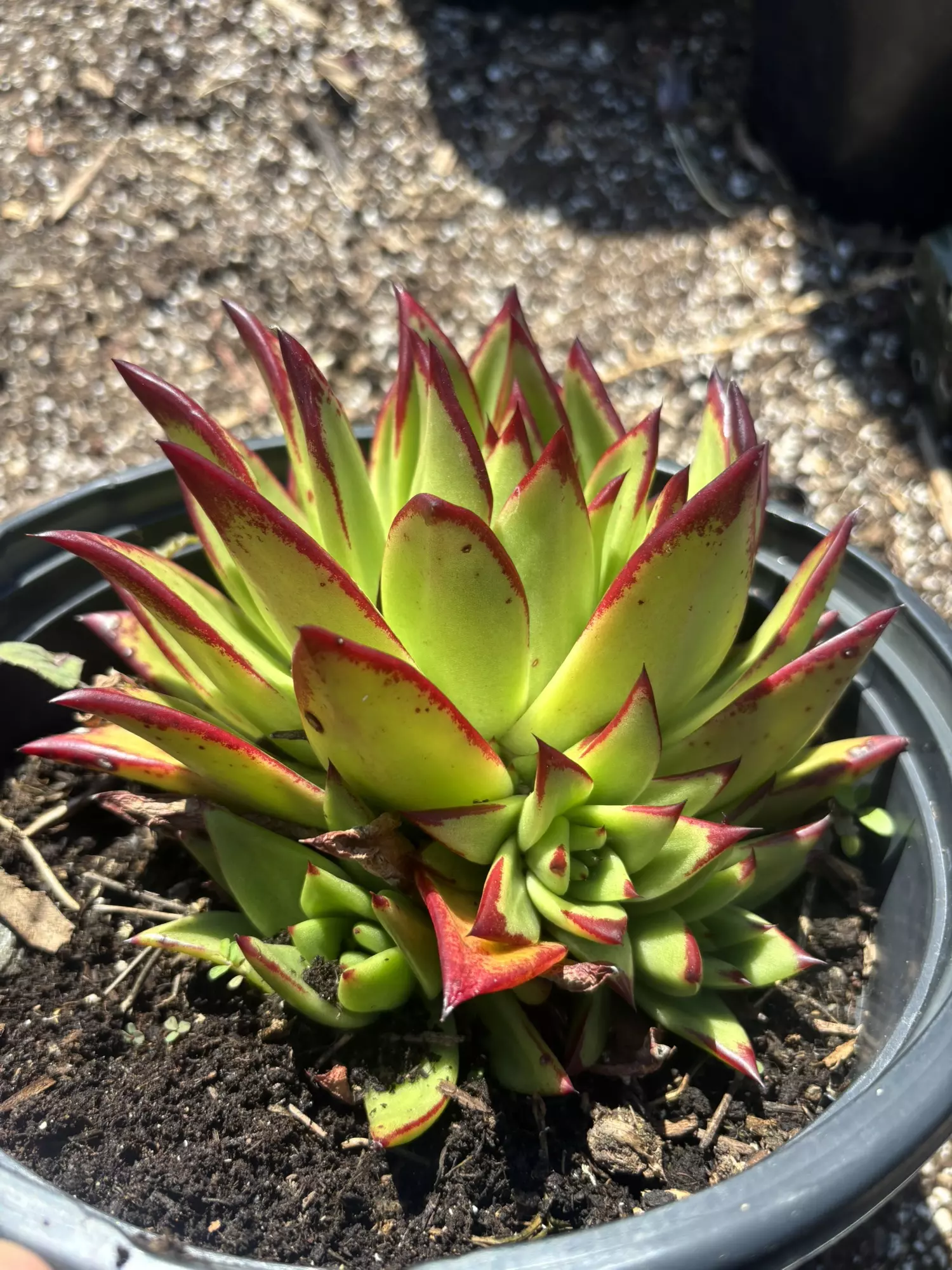 plant/5gln Echeverría lipstick so many pups-2