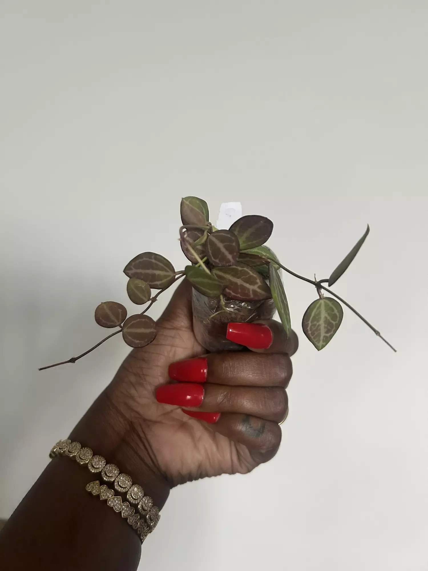 plant/dischidia ovata-0