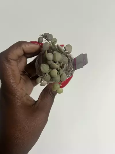 plant/dischidia nummularia variegata-0-thumbnail