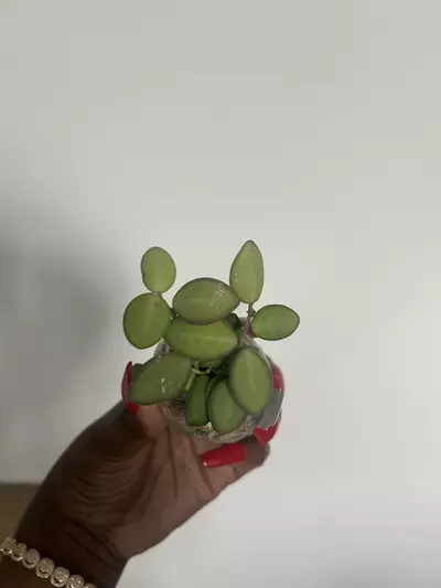 plant/hoya bilobata-0-thumbnail