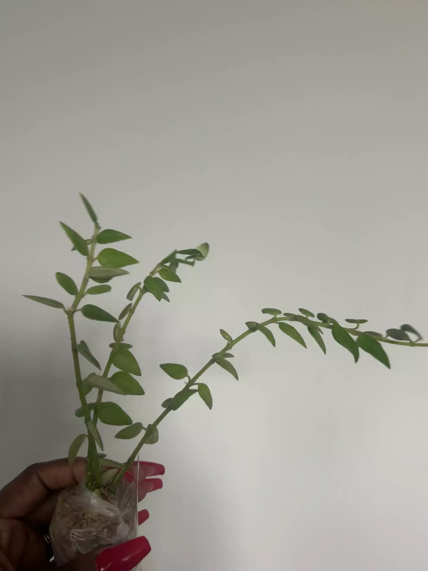 plant/cumminaga growers choice-0