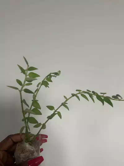 plant/cumminaga growers choice-0-thumbnail