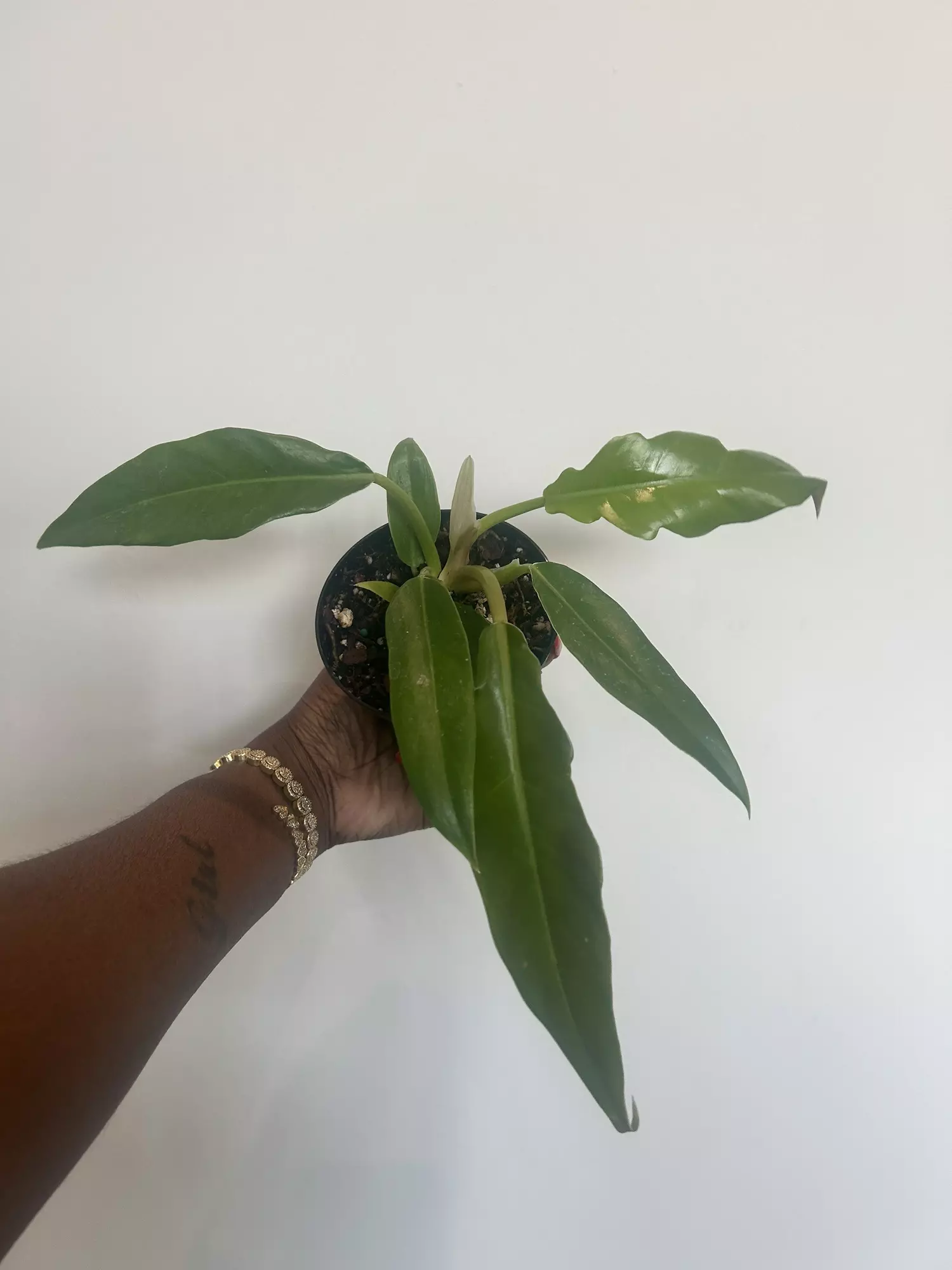 plant/jungle boogie-0