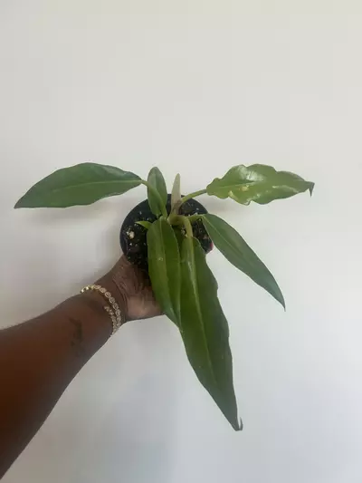 plant/jungle boogie-0-thumbnail