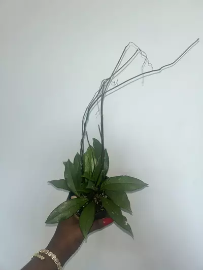plant/hoya -0-thumbnail