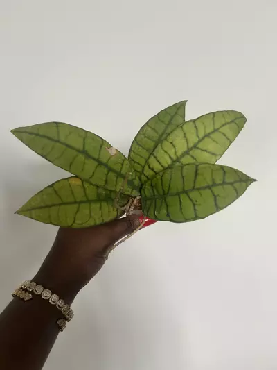 plant/callistophylia -0-thumbnail