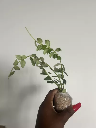 plant/cumminaga growers choice-1-thumbnail