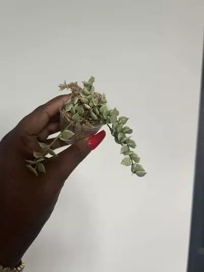 plant/million hearts growers choice-0-thumbnail