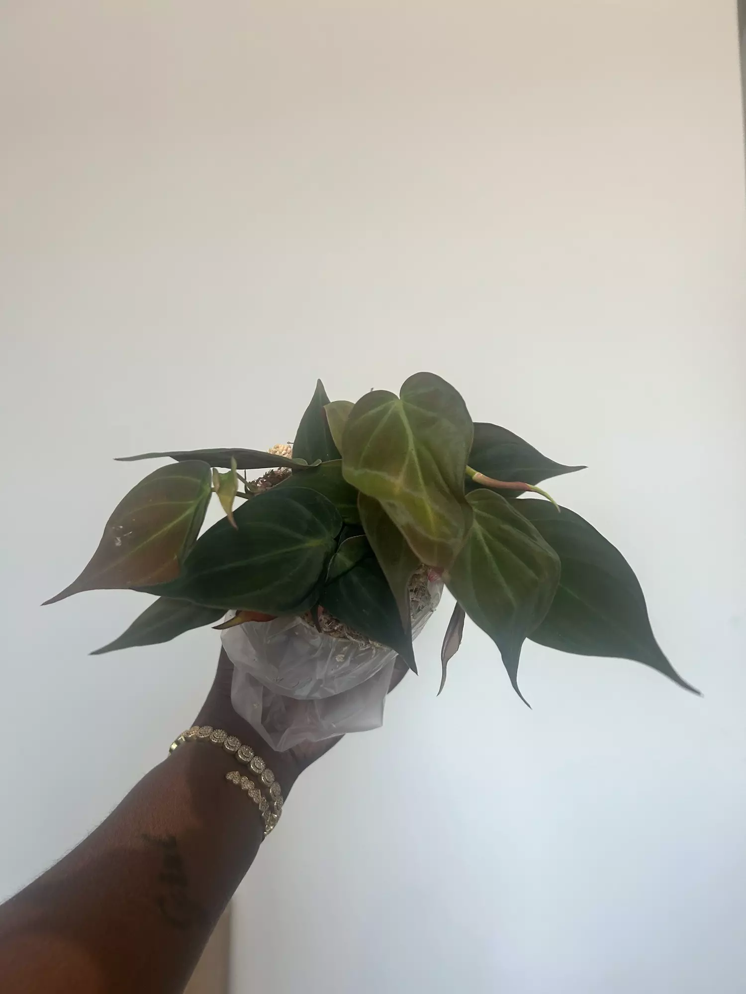 plant/micans growers choice-0