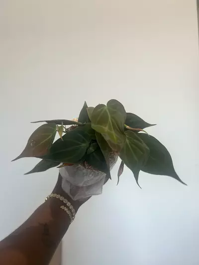 plant/micans growers choice-0-thumbnail