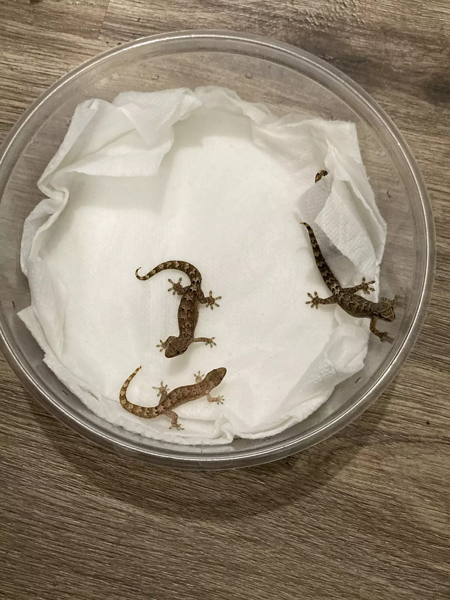 plant/3-pk mourning geckos-0
