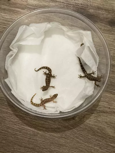plant/3-pk mourning geckos-0-thumbnail