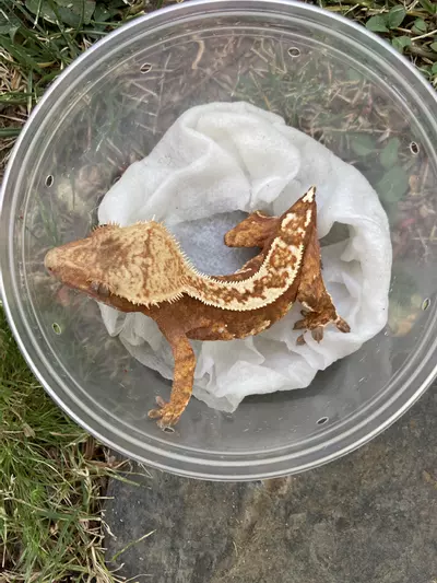 plant/Red Harly Tri Female-0-thumbnail