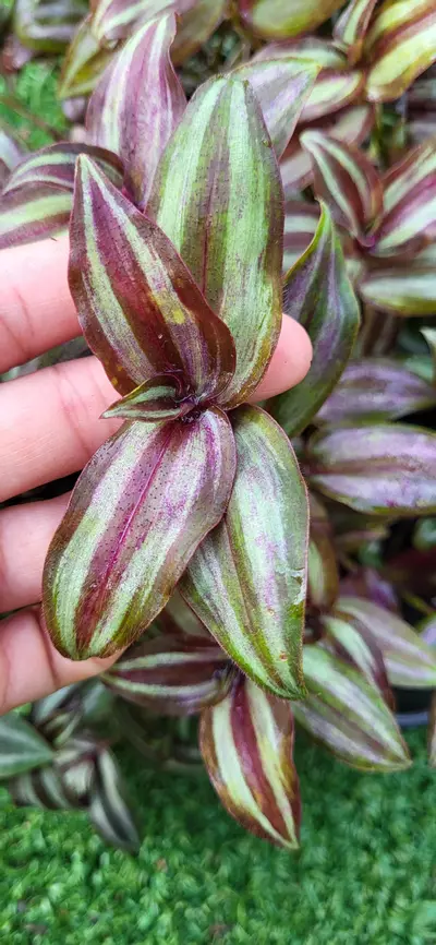 plant/Tradescantia Zebrina Minima-2-thumbnail