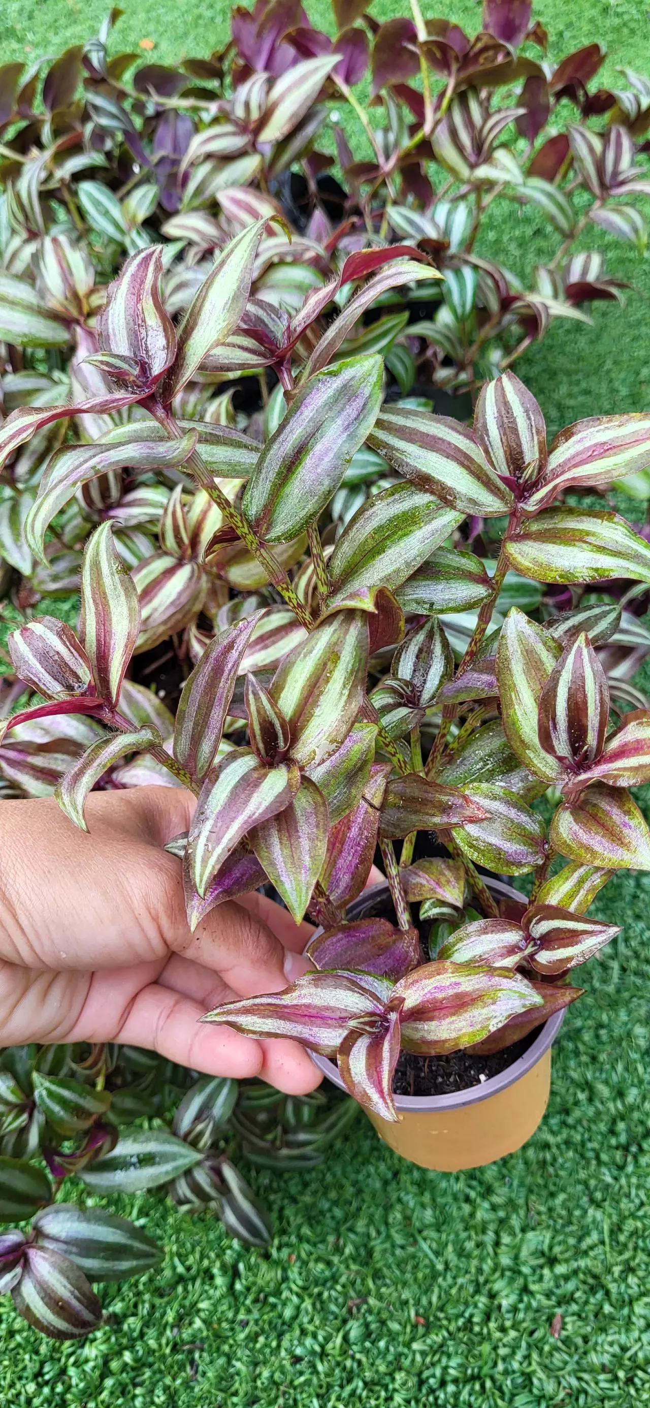 plant/Tradescantia Zebrina Minima-1