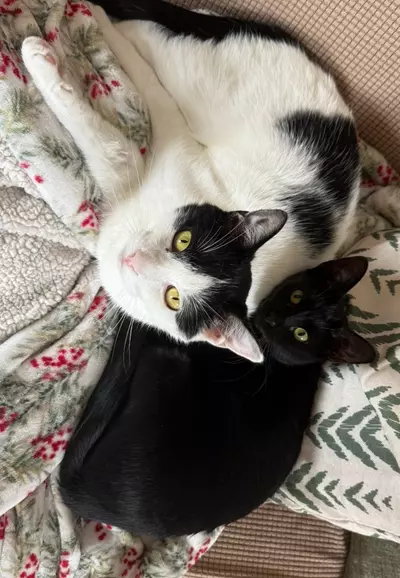 plant/3 mystery cuttings-0-thumbnail