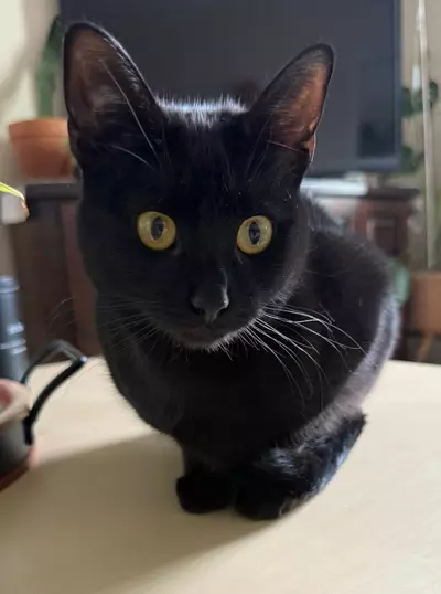 plant/4 pack mystery cuttings-0-thumbnail